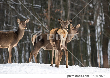 Deer in winter forest Deer in winter forest 38070259