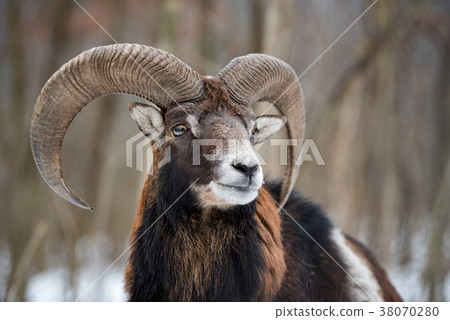 Mouflon, Ovis orientalis, forest horned animal 38070280