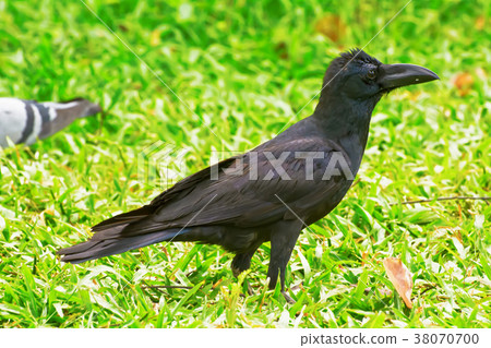 Crow on the lawn Crow on the lawn 38070700
