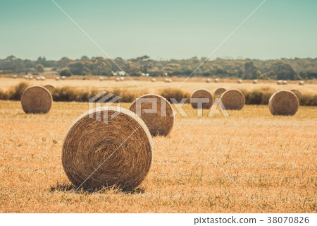 Round hay bales on the field after harvest Round hay bales on the field after harvest 38070826