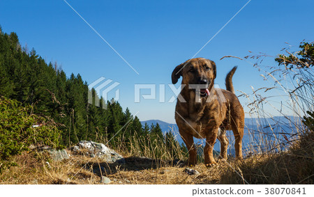 Shepherd's dog in a mountains 38070841