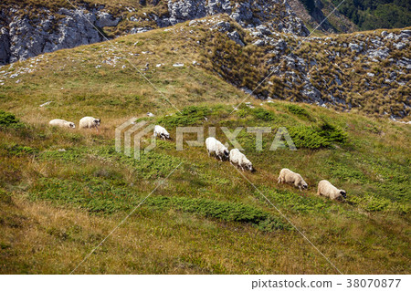 Sheeps in the mountains Sheeps in the mountains 38070877