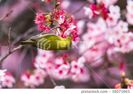 Cherry blossom viewer 38071663
