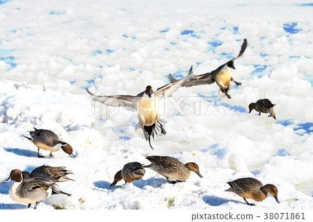 Land of the long-eared duck 38071861
