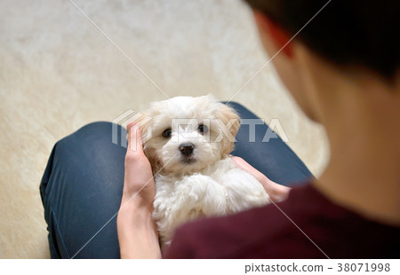 Teen boy with white puppy maltese dog 38071998
