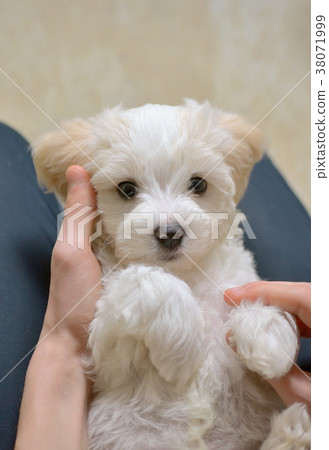Teen boy with white puppy maltese dog 38071999