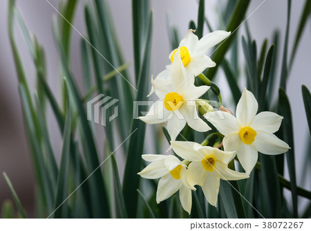 Narcissus Narcissus 38072267
