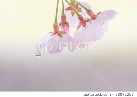 Water drops falling from cherry petals 38072268