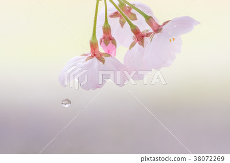 Water drops falling from cherry petals 38072269