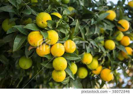 Organic orange tree. Organic orange tree. 38072846