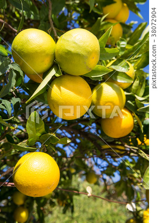 Organic orange tree. 38072904