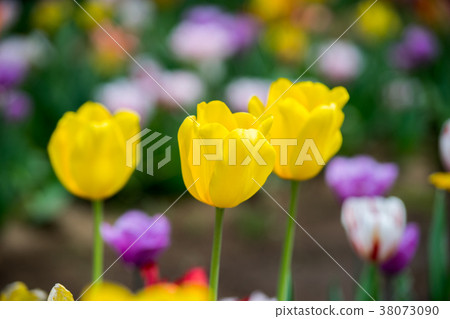 Tulip field 38073090