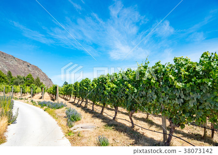 New Zealand wine fields New Zealand wine fields 38073142