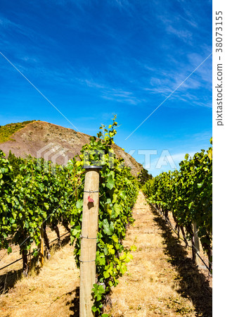 New Zealand wine fields 38073155