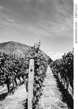 [Monochrome] New Zealand's Vineyard 38073227