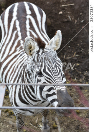 Izu Animal Kingdom Izu Animal Kingdom 38073384