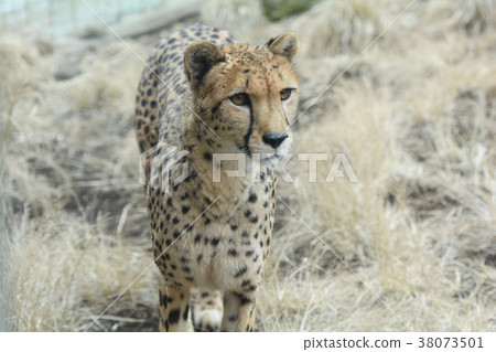 Cheetah of Izu Animal Kingdom 38073501