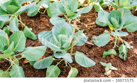 False pakchoi in a vegetable garden. False pakchoi in a vegetable garden. 38073575