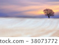 Tree in the winter field 38073772