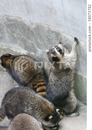 伊豆動物王國的浣熊 伊豆動物王國的浣熊 38073782