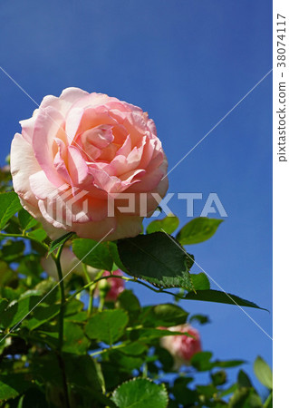 Pink roses shine in the blue sky Pink roses shine in the blue sky 38074117