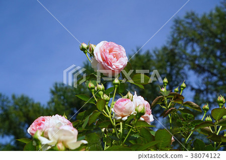 Pink roses shine in the blue sky Pink roses shine in the blue sky 38074122