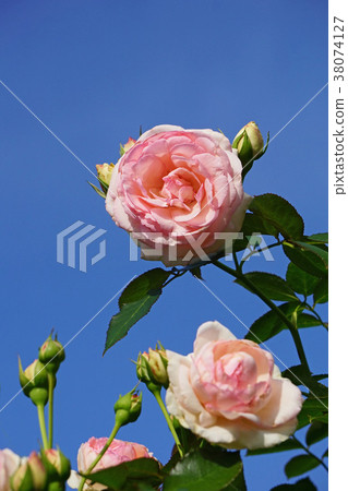 Pink roses shine in the blue sky Pink roses shine in the blue sky 38074127