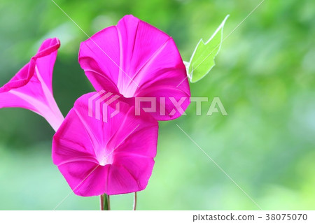 Morning glory red flower 3 wheel Morning glory red flower 3 wheel 38075070