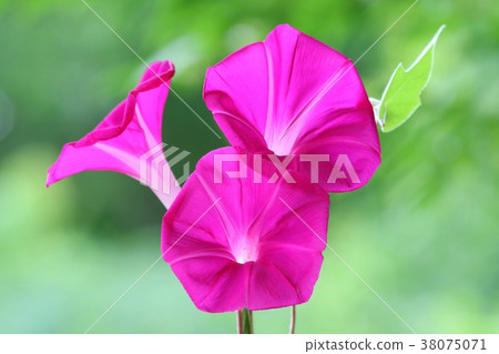 Morning glory red flower 3 wheel 38075071