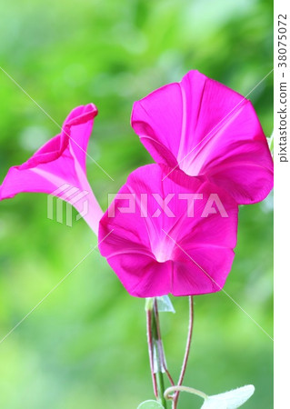Morning glory red flower 3 wheel Morning glory red flower 3 wheel 38075072
