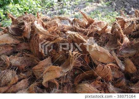 coconut coir texture as fertiliser in garden 38075164