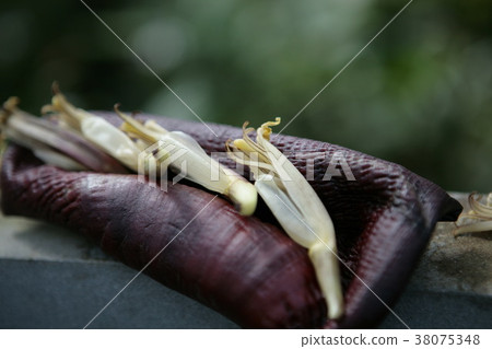 Banana flowers Banana flowers 38075348
