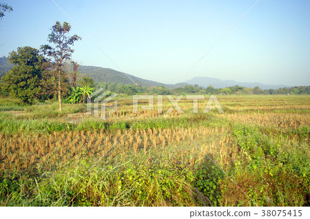 nature and photographer shadow 38075415