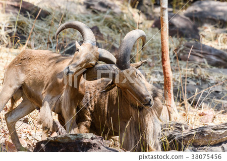 Close up two mountain goats fighting in zoo 38075456