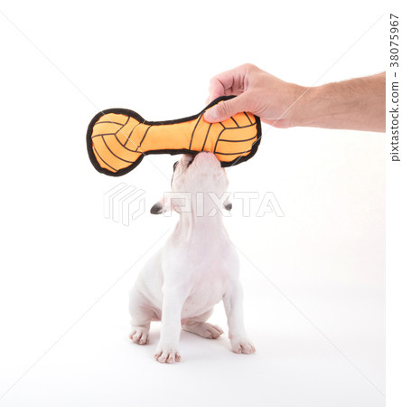French puppy bulldog, isolated - Playing French puppy bulldog, isolated - Playing 38075967