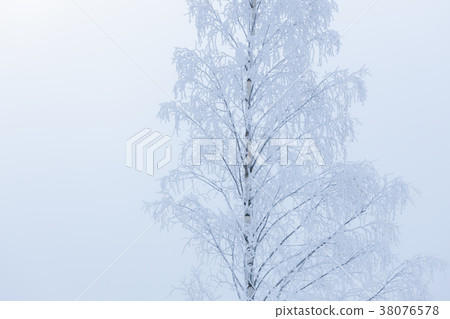 Birch tree top covered in snow Birch tree top covered in snow 38076578