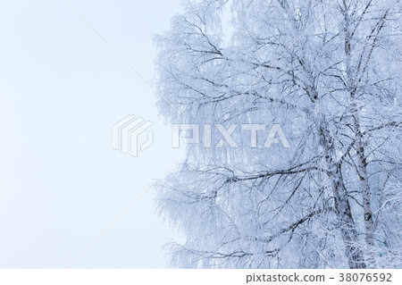 Birch tree covered in snow Birch tree covered in snow 38076592