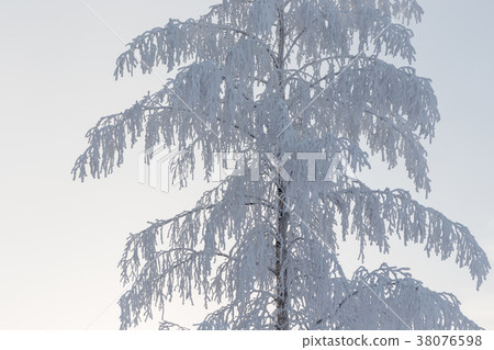 Birch tree covered in snow Birch tree covered in snow 38076598