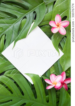 Tropical top summer botanical concept still life Tropical top summer botanical concept still life 38076774