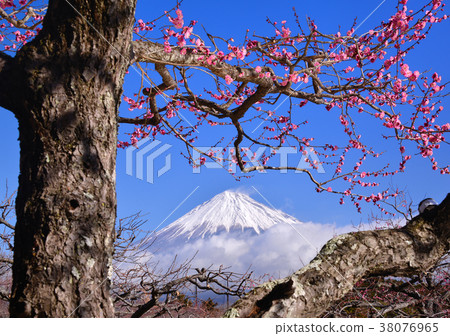 Plum and Mt. Fuji-223446 Plum and Mt. Fuji-223446 38076965