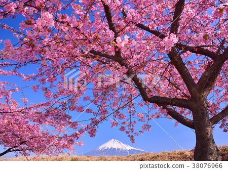 Kawazu Sakura and Mt. Fuji-223447 Kawazu Sakura and Mt. Fuji-223447 38076966