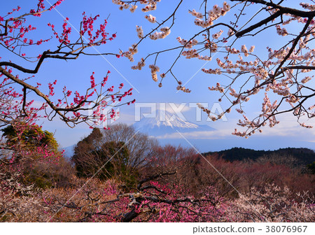 Crimson white plum and Mount Fuji-223448 Crimson white plum and Mount Fuji-223448 38076967