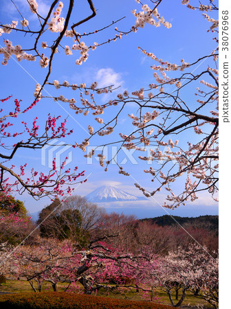 Crimson white plum and Mt. Fuji-223449 38076968