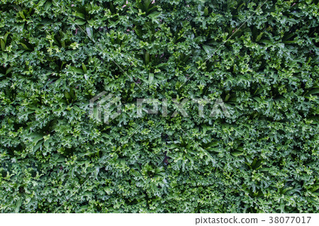 Polypodium is the background. 38077017