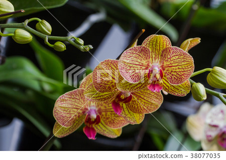 Yellow orchids are blooming. 38077035