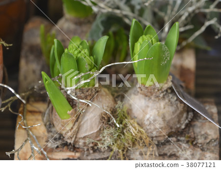hyacinth bulbs in pot hyacinth bulbs in pot 38077121