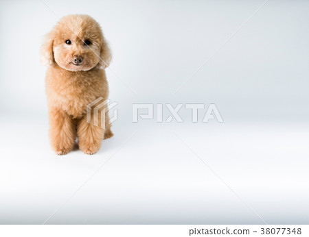 貴賓狗 Poodle プードル犬 38077348
