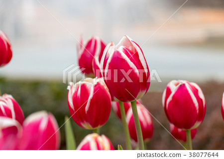 Ice tulip Ice tulip 38077644