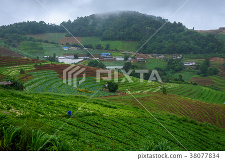 gabbage field in mountain valley at mon jam gabbage field in mountain valley at mon jam 38077834