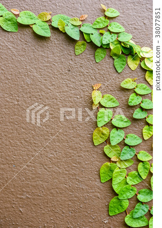 climbing plants on the wall background climbing plants on the wall background 38077851